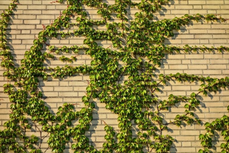 Hedera schuttingen zijn erg geliefd Tuinkenners